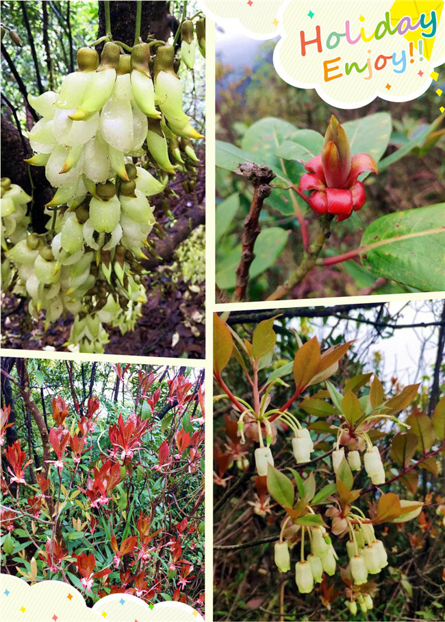 廣東博皓2020開(kāi)年第一爬&mdash;&mdash;鼎湖山  -2