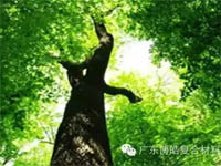 【博皓感悟】欲為大樹，莫與草爭